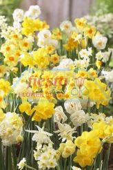 Daffodil Scented Mixed